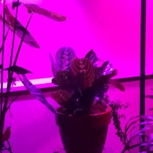 Meet your Posher, Rosalind